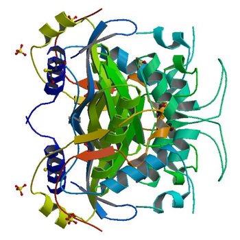 STRUCTURE OF THYMIDYLATE SYNTHASE SUGGESTS ADVANTAGES OF CHEMOTHERAPY WITH NONCOMPETITIVE INHIBITORS (1HW4)