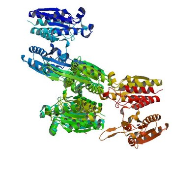 Crystal structure of putative 3-isopropylmalate dehydrogenase from Campylobacter jejuni (3UDU)