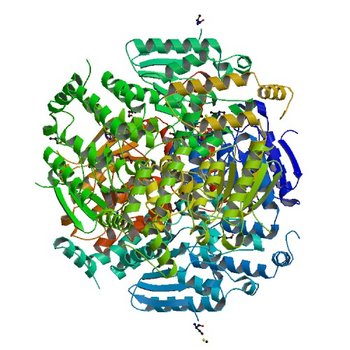 Putative enoyl-CoA hydratase/carnithine racemase from Magnetospirillum magneticum AMB-1 (4NEK)